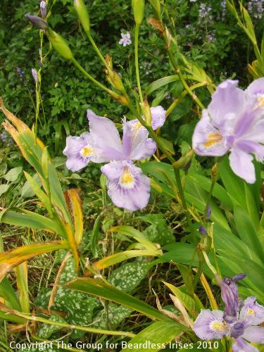 Knightshayes (59)